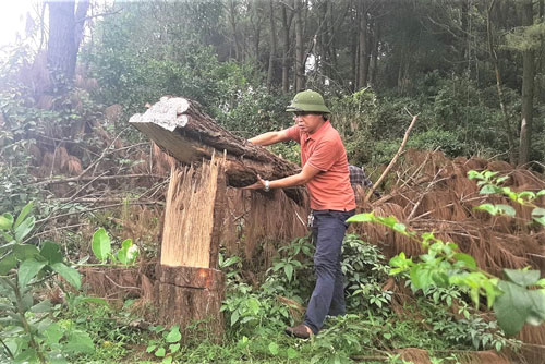 Chặt phá tan hoang rừng phòng hộ - Ảnh 1.