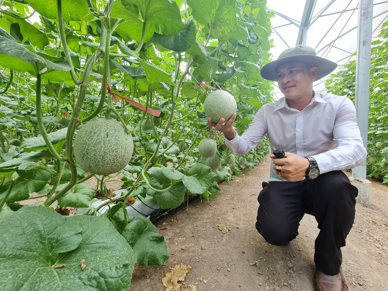 Mô hình nông nghiệp công nghệ cao phổ biến hiện nay