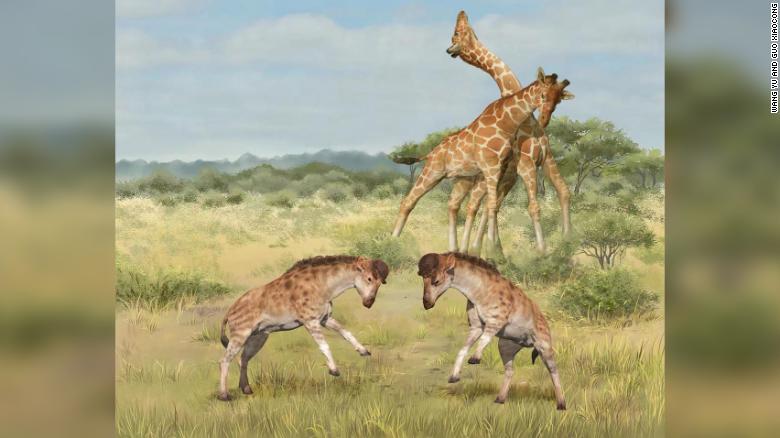 The ancestors of giraffes were once fierce 