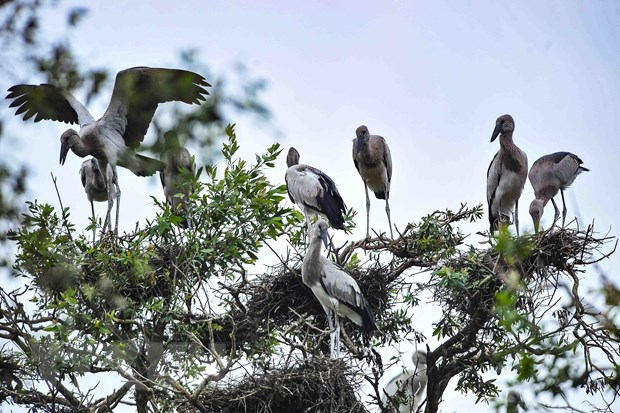 Lý thuyết phát triển theo mô hình đàn nhạn bay là gì  Fili