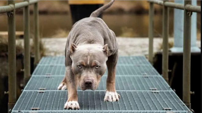 Chó Pitbull, Béc-giê, tấn công hàng xóm - Tận mắt chứng kiến vẻ mạnh mẽ của những chú chó Pitbull và Béc-giê trong việc bảo vệ chủ nhân và sự an toàn của cộng đồng!