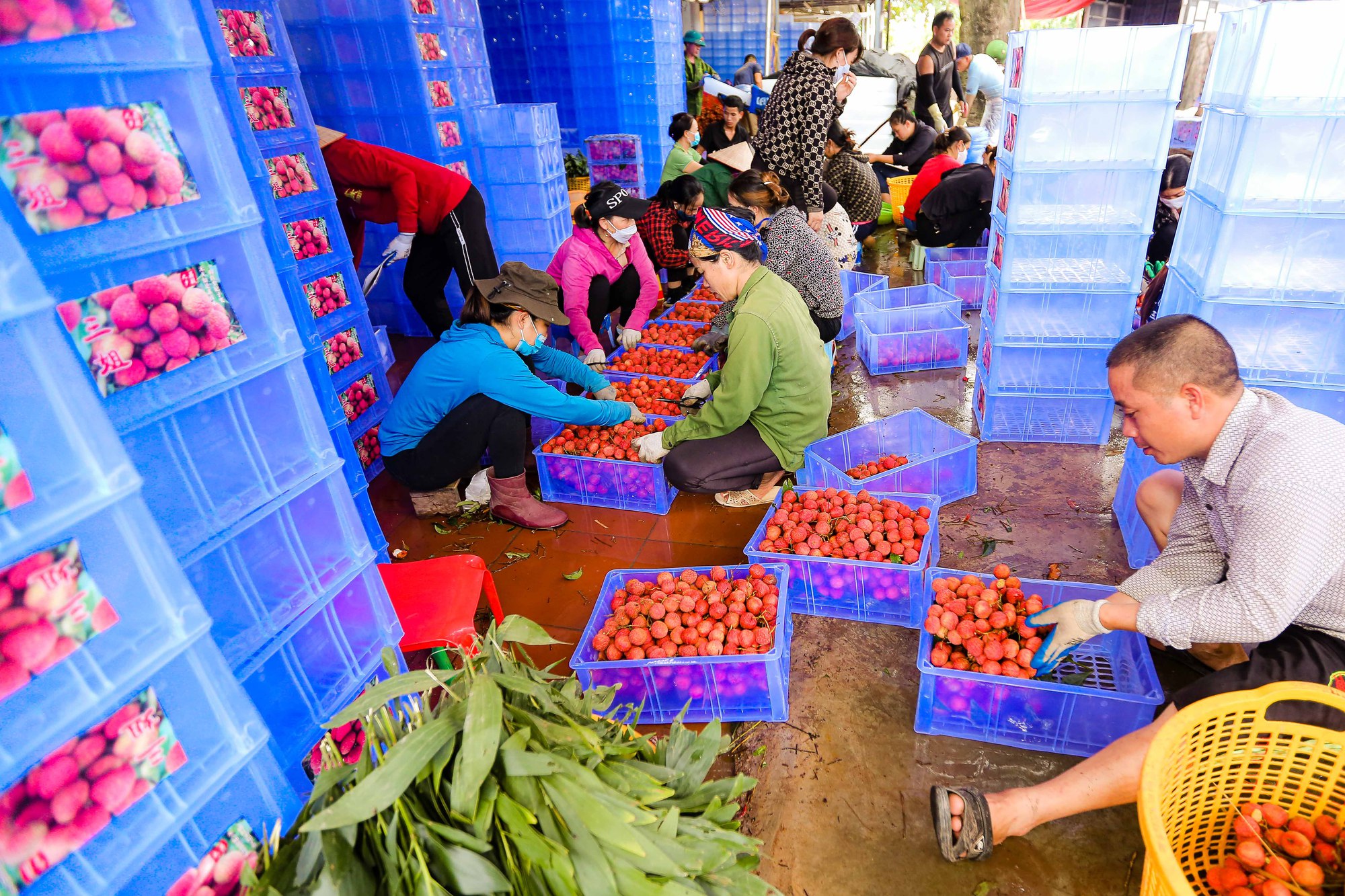 Bán sức lấy tiền, phu vải kiếm tiền triệu mỗi ngày - Ảnh 11.