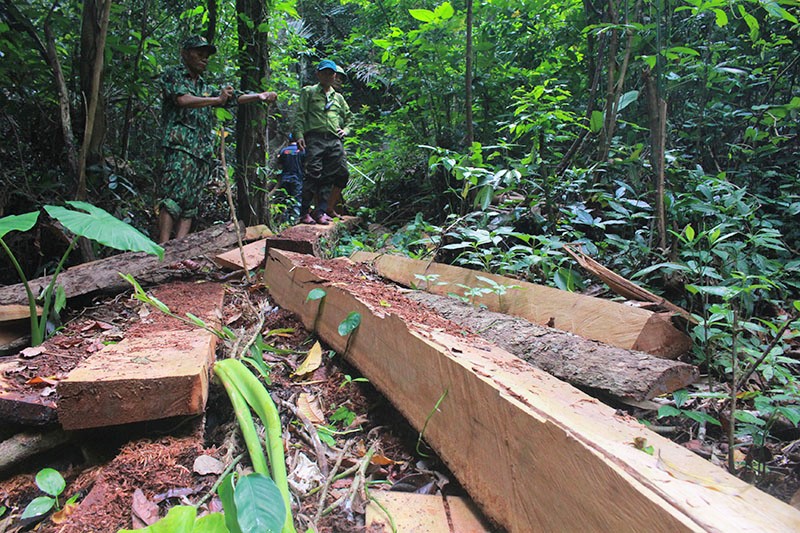 Tạm đình chỉ công tác Trạm trưởng Trạm bảo vệ rừng ở Quảng Bình - Ảnh 1.