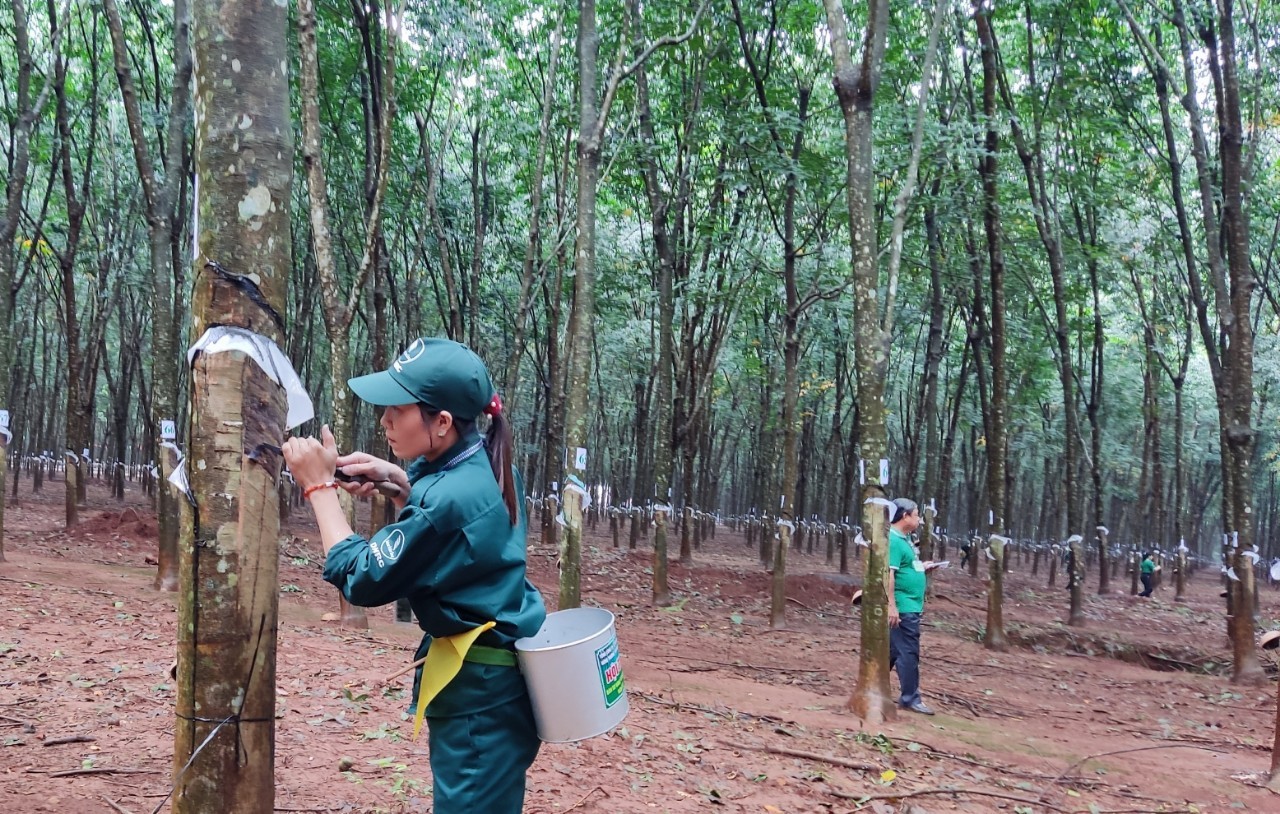 Những “bàn tay vàng” giúp doanh nghiệp cao su lãi lớn - Ảnh 2.