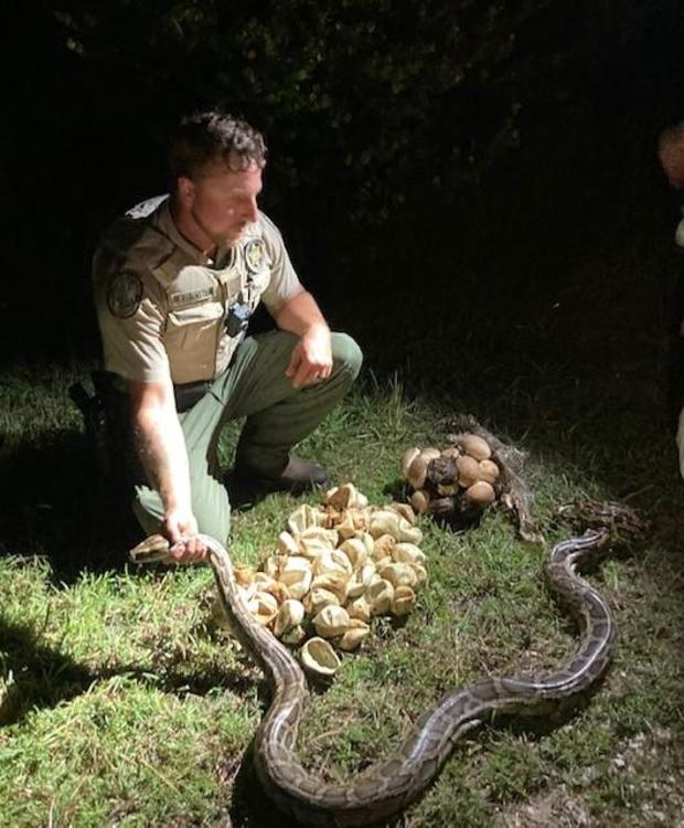 Demolição de terríveis pítons birmanesas nos EUA - Foto 1.