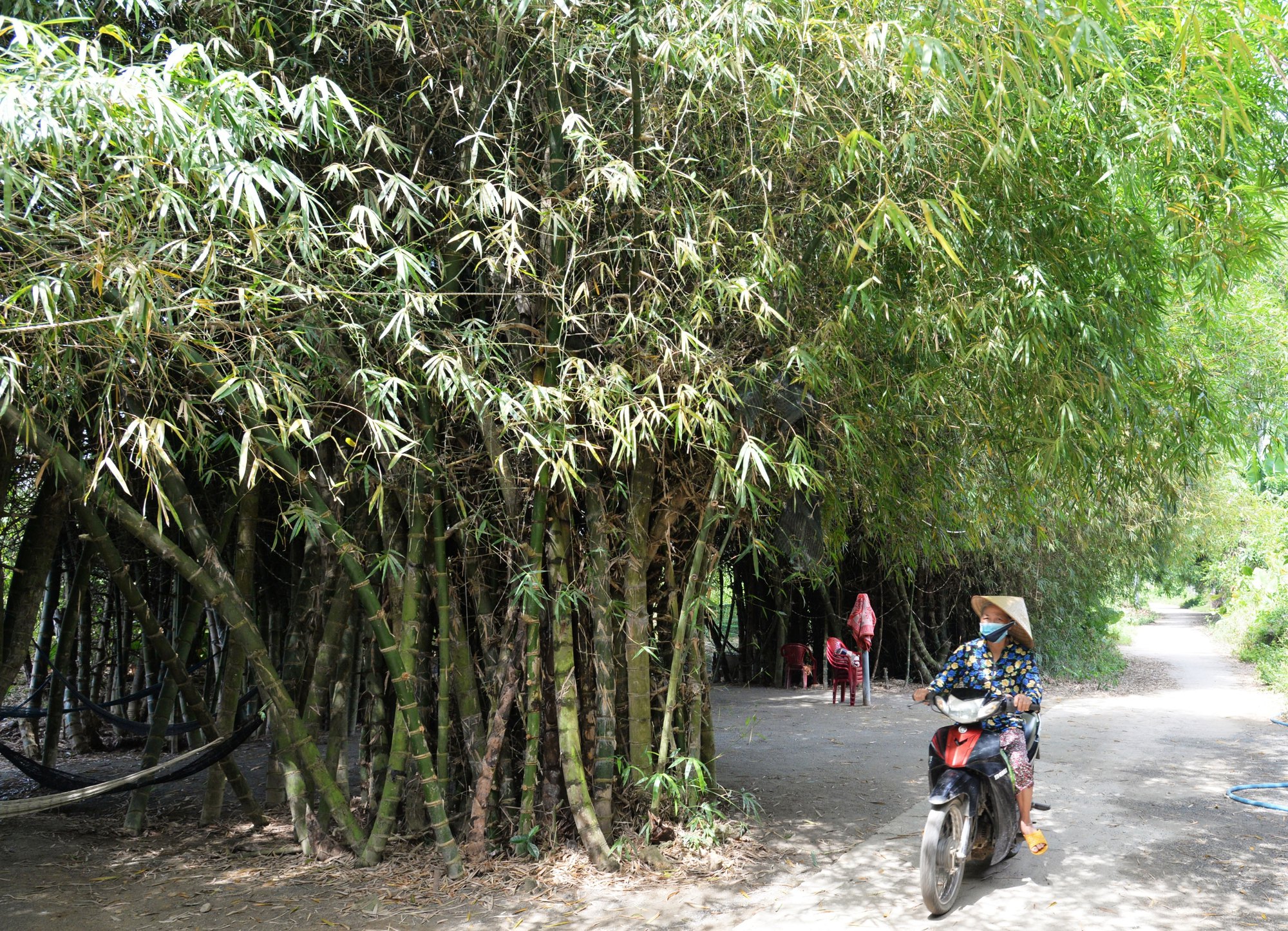 Ốc đảo giữa dòng Trà Khúc - Ảnh 3. Ốc đảo giữa dòng Trà Khúc - Ảnh 3.