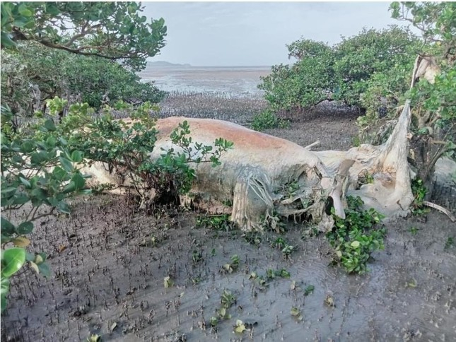Phát hiện xác cá voi khủng nằm trong rừng ngập mặn - Ảnh 1.