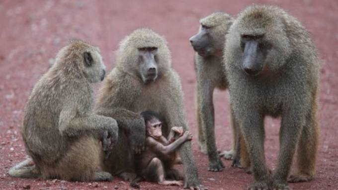 Khỉ ném cháu bé là một hành động không đáng để nhắc đến, tuy nhiên hãy xem hình ảnh của nó để nhìn thấy được sự liên kết và tình thương giữa các thành viên trong đàn khỉ.