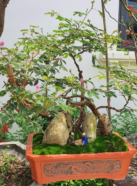 Biến cây dại thành bonsai bạc triệu - Ảnh 1.