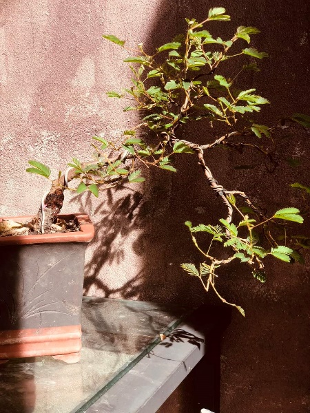 Biến cây dại thành bonsai bạc triệu - Ảnh 3.