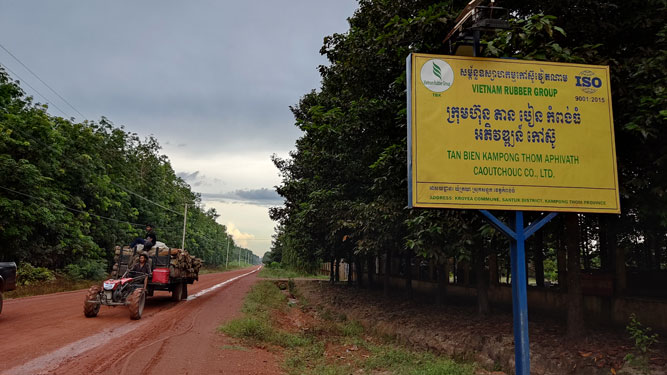 Sang Campuchia trồng cao su: Bắt đầu có lãi - Ảnh 1.