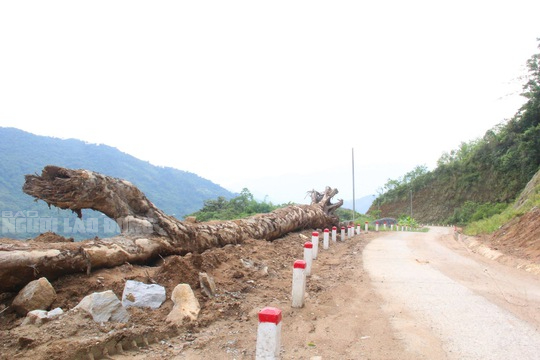 Quảng Nam thu hồi 24 ha rừng đặc dụng làm đường, Bộ NN-PTNT tuýt còi - Ảnh 1. Quảng Nam thu hồi 24 ha rừng đặc dụng làm đường, Bộ NN-PTNT tuýt còi - Ảnh 1.