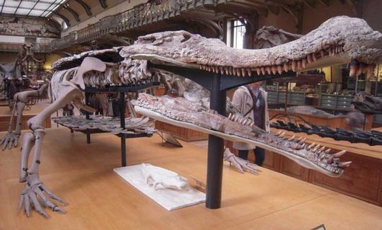 Siêu quái vật 12 m chuyên ăn thịt khủng long hiện hình ở Sahara - Ảnh 2.