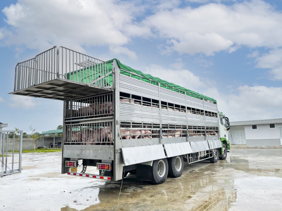 THILOGI cung ứng dịch vụ vận chuyển gia súc chuyên nghiệp - Ảnh 2.
