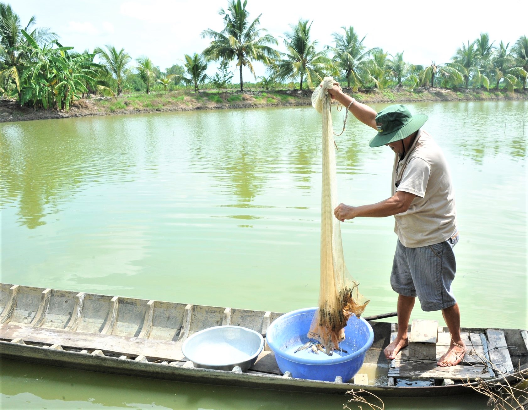 Phát triển mô hình canh tác lúa - tôm - Ảnh 1.