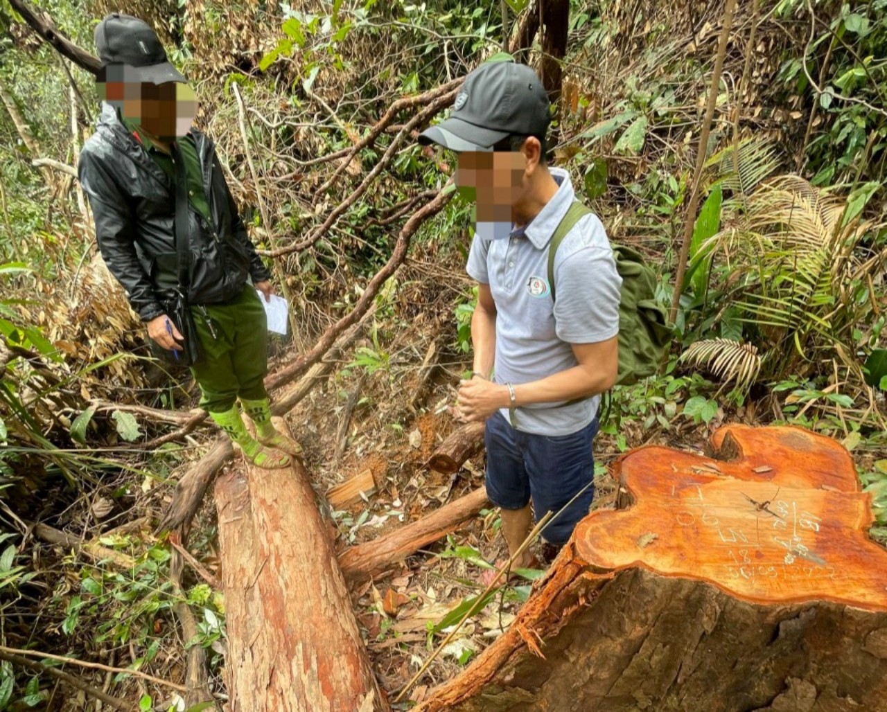 Vụ phá rừng khủng khiếp ở Kon Tum: Tạm giữ 3 đối tượng - Báo Người ...