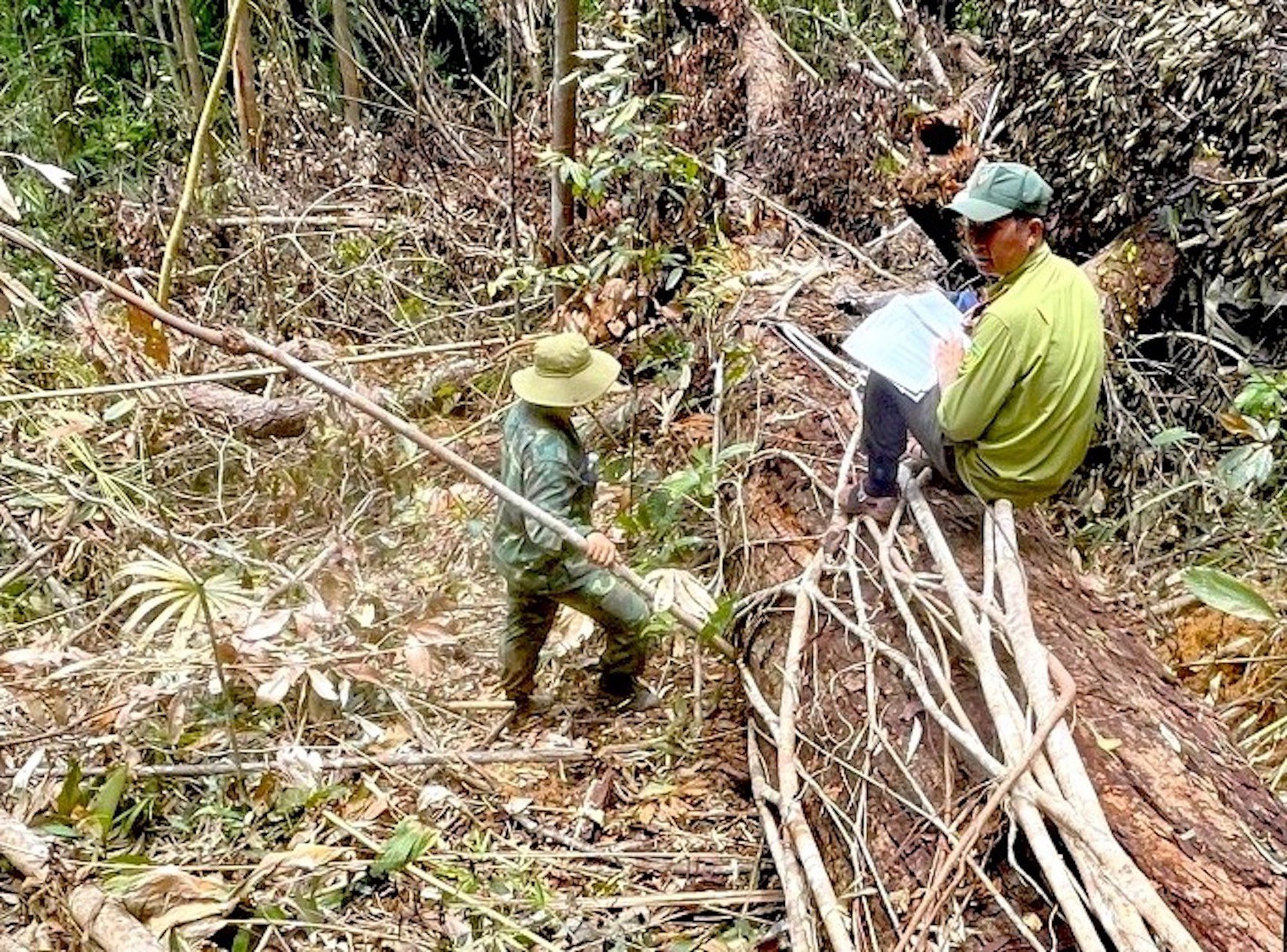 Phát hiện vụ phá rừng khủng khiếp ở Kon Tum - Ảnh 5.