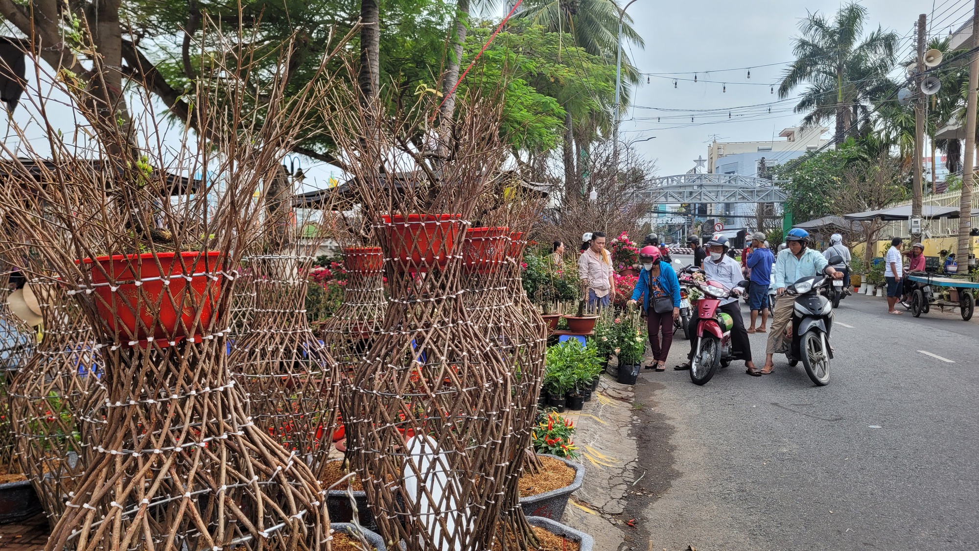 Lão mai khổng lồ có giá 6,8 tỉ đồng ở miền Tây - Ảnh 12.