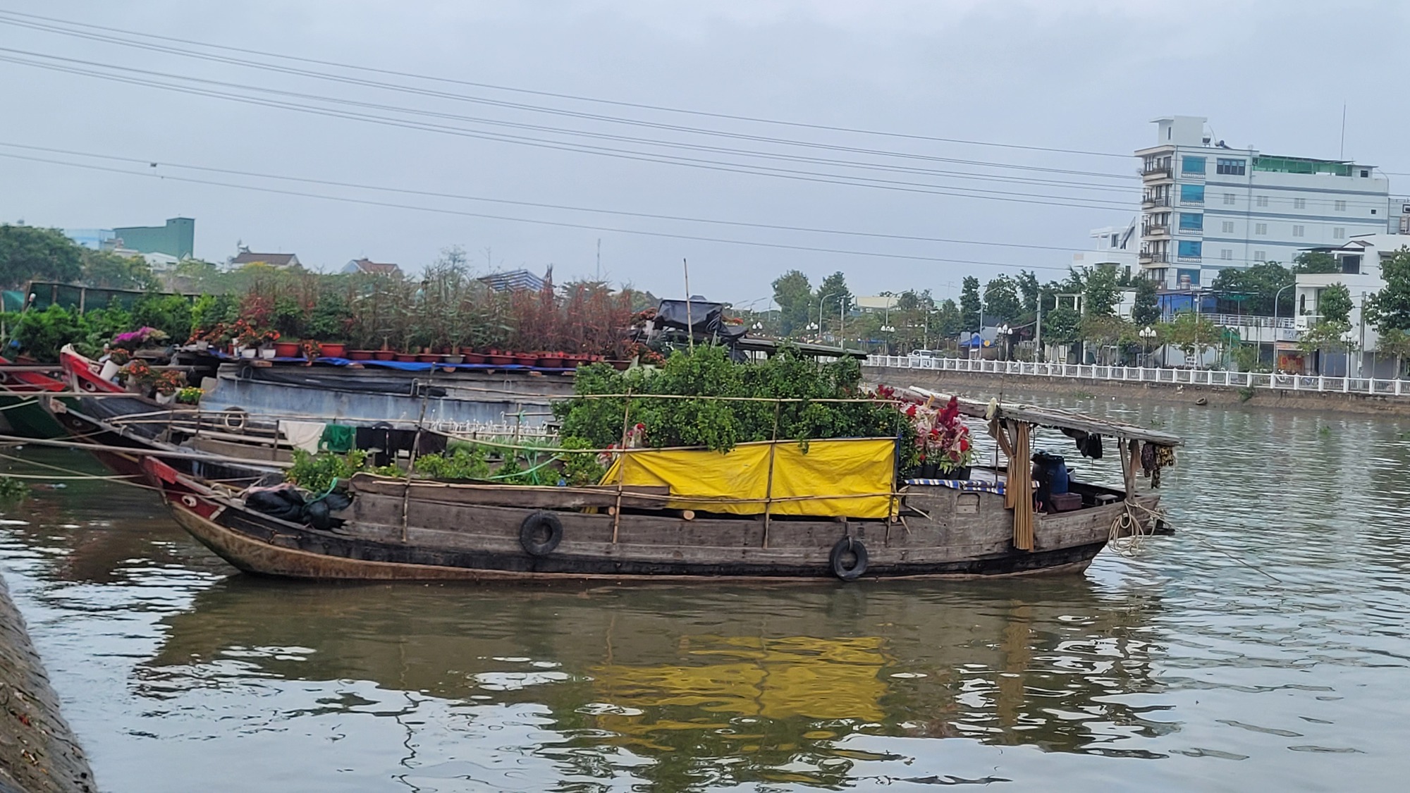 Lão mai khổng lồ có giá 6,8 tỉ đồng ở miền Tây - Ảnh 4.