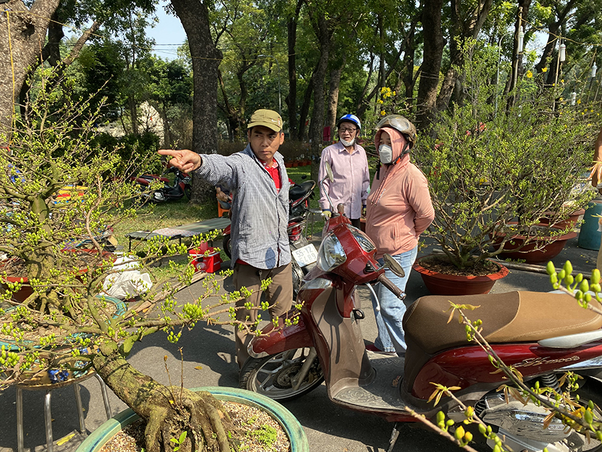 Mai khan hiếm, giá tăng cao - Ảnh 1.