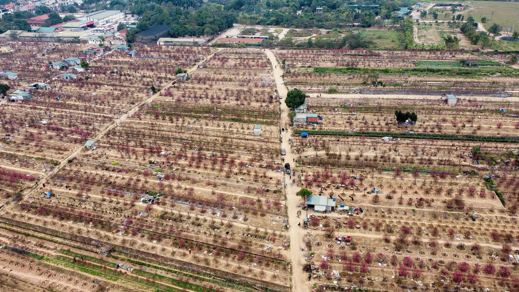 Làng đào Nhật Tân nhộn nhịp những ngày cận Tết Quý Mão 2023 - Ảnh 2.