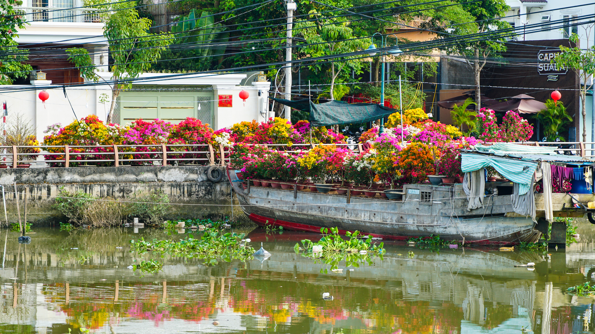 Muôn hoa Tết khoe sắc trên đất Tây Đô - Ảnh 23.