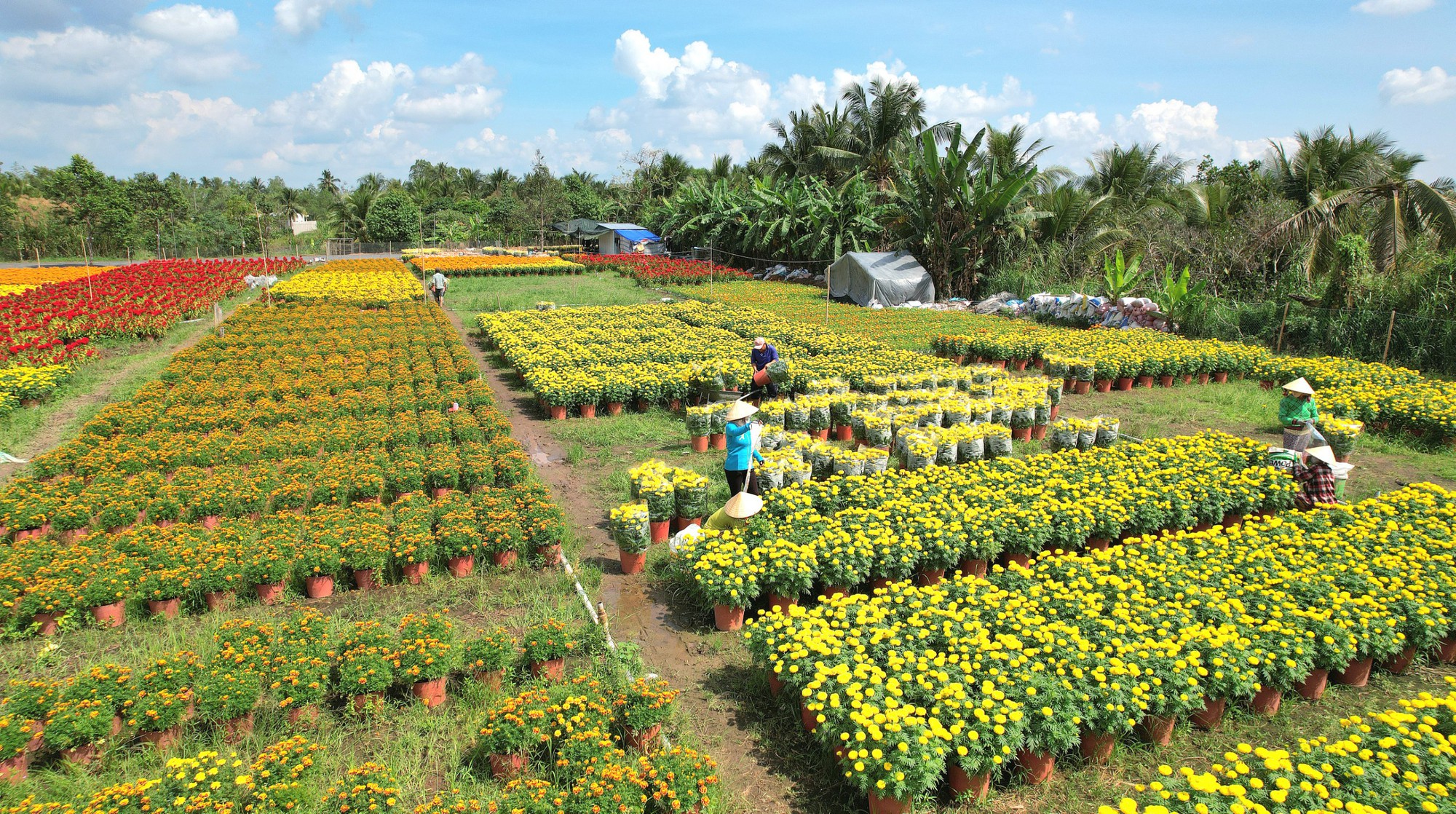 Muôn hoa Tết khoe sắc trên đất Tây Đô - Ảnh 13.