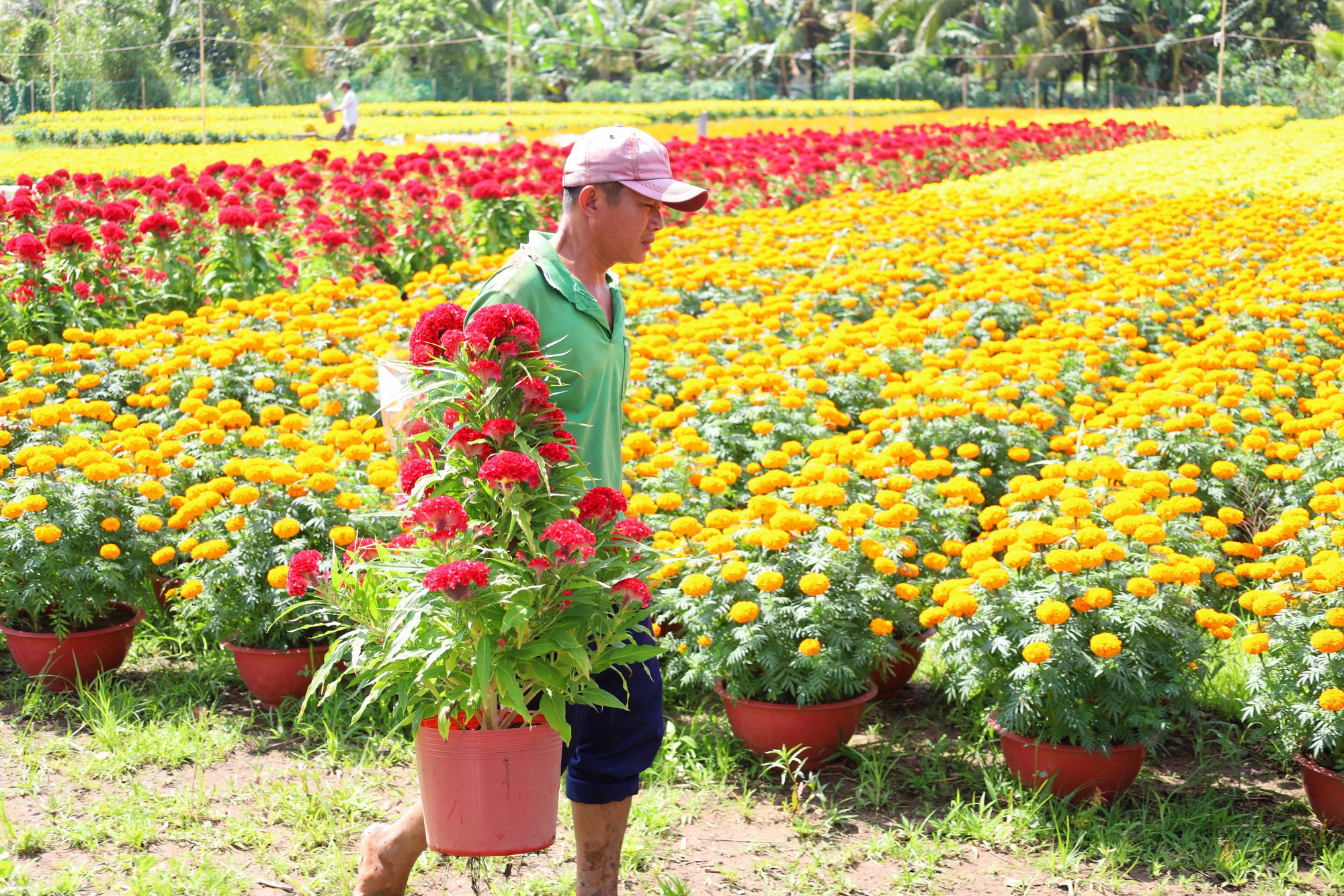 Muôn hoa Tết khoe sắc trên đất Tây Đô - Ảnh 16.