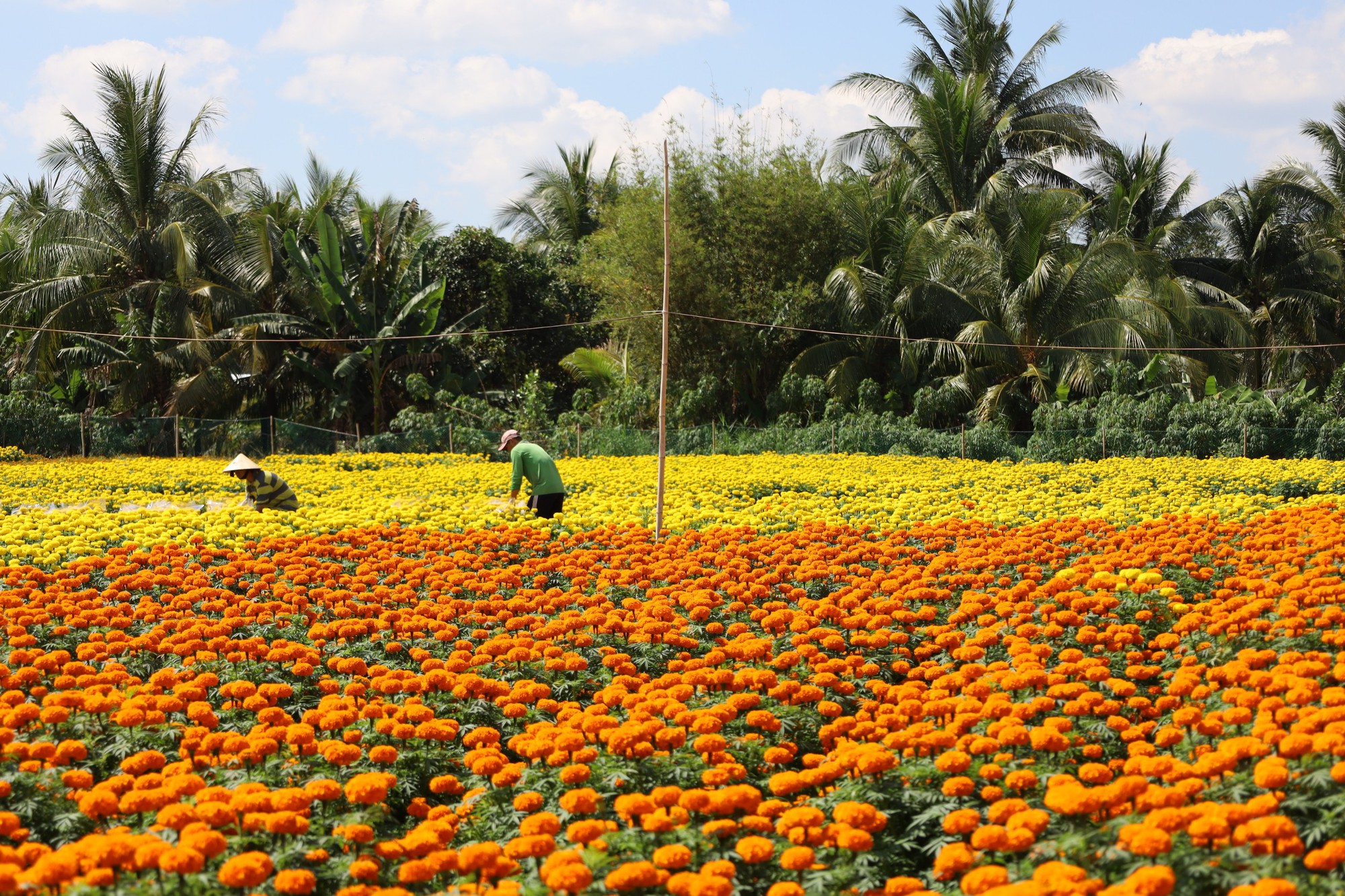 Muôn hoa Tết khoe sắc trên đất Tây Đô - Ảnh 15.