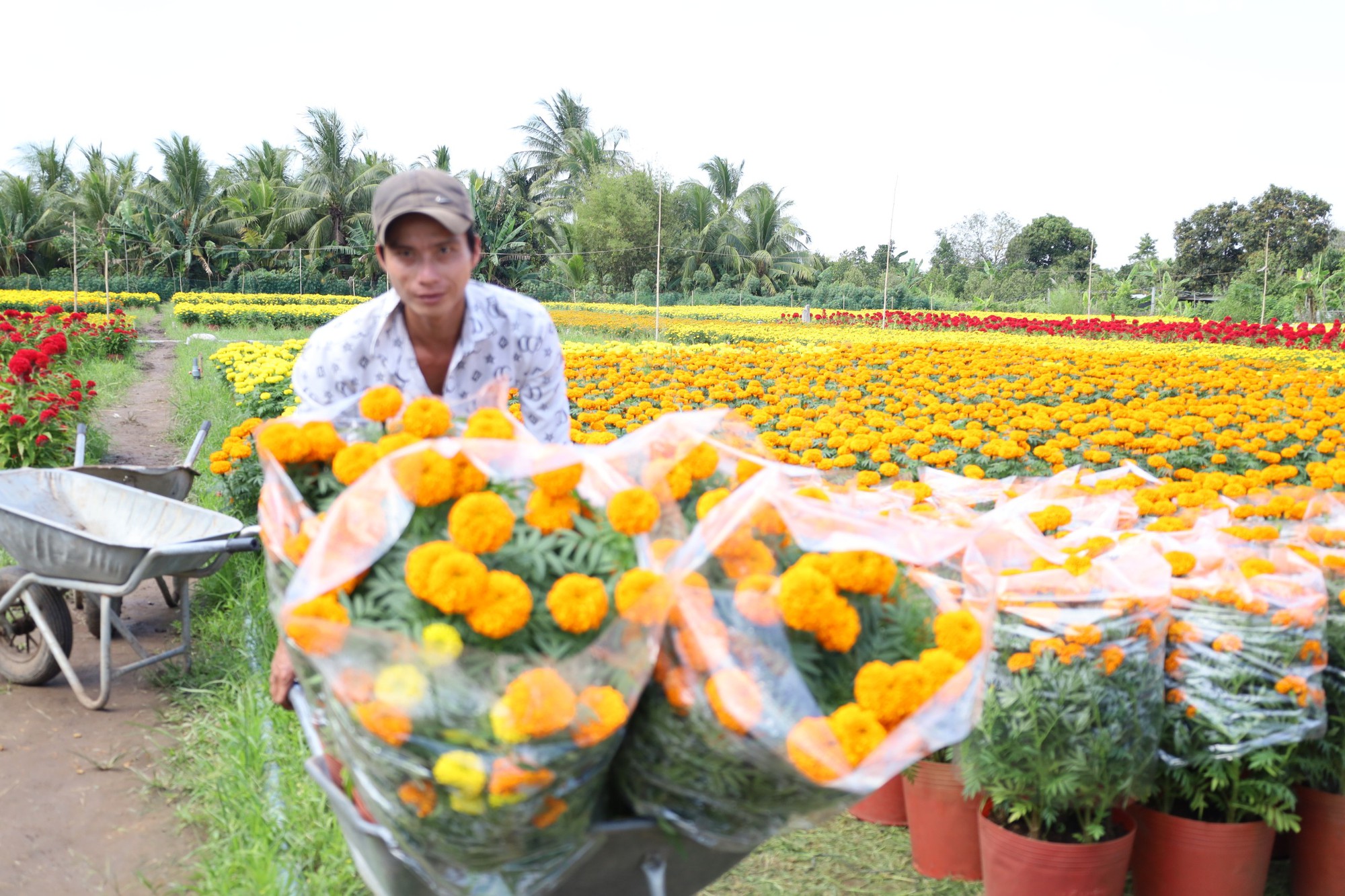 Muôn hoa Tết khoe sắc trên đất Tây Đô - Ảnh 17.