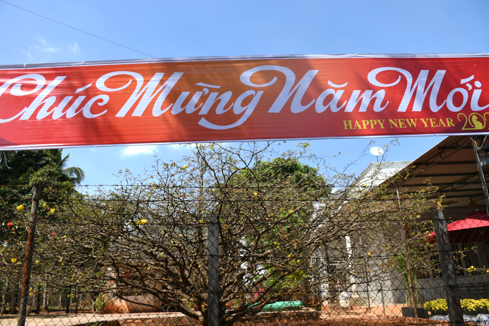 Cây mai “có một không hai