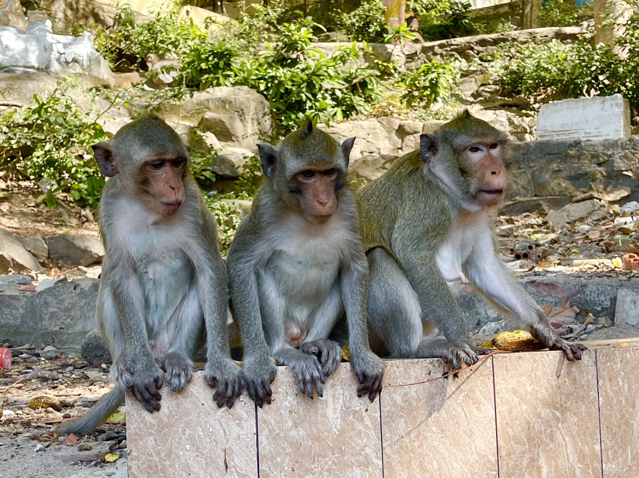 Hình ảnh hàng trăm con khỉ chọn cửa chùa làm nơi nương náu - Ảnh 4.