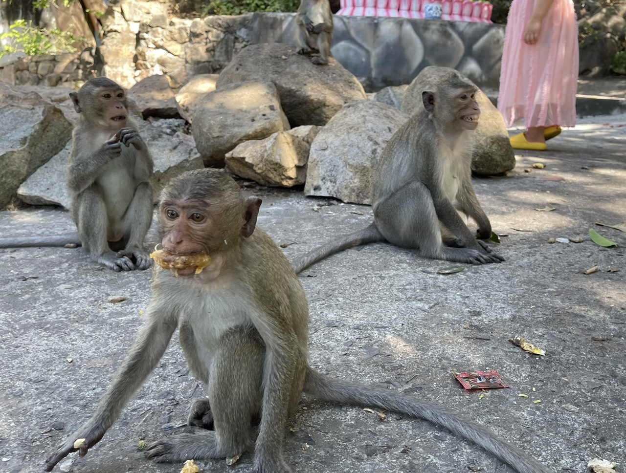 Câu chuyện về đàn khỉ nương náu cửa chùa ở Vũng Tàu - Báo Người ...