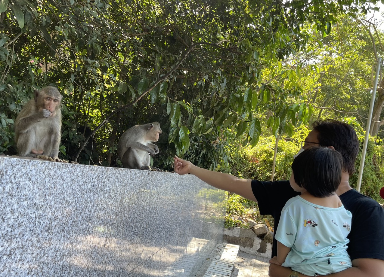 Câu chuyện về đàn khỉ nương náu cửa chùa ở Vũng Tàu - Báo Người ...