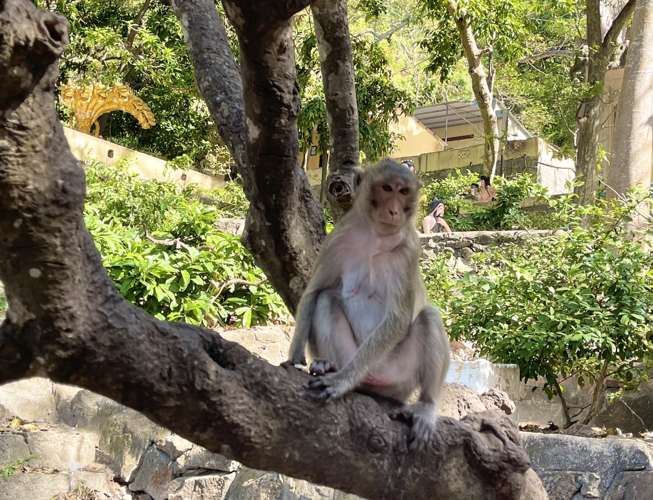 Hình ảnh hàng trăm con khỉ chọn cửa chùa làm nơi nương náu - Ảnh 10.