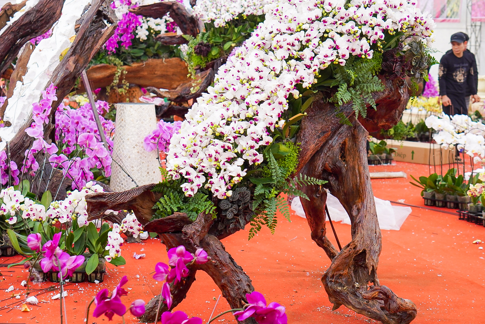 Độc đáo lan Hồ Điệp bonsai giá cả trăm triệu trưng Tết Quý Mão - Ảnh 10.