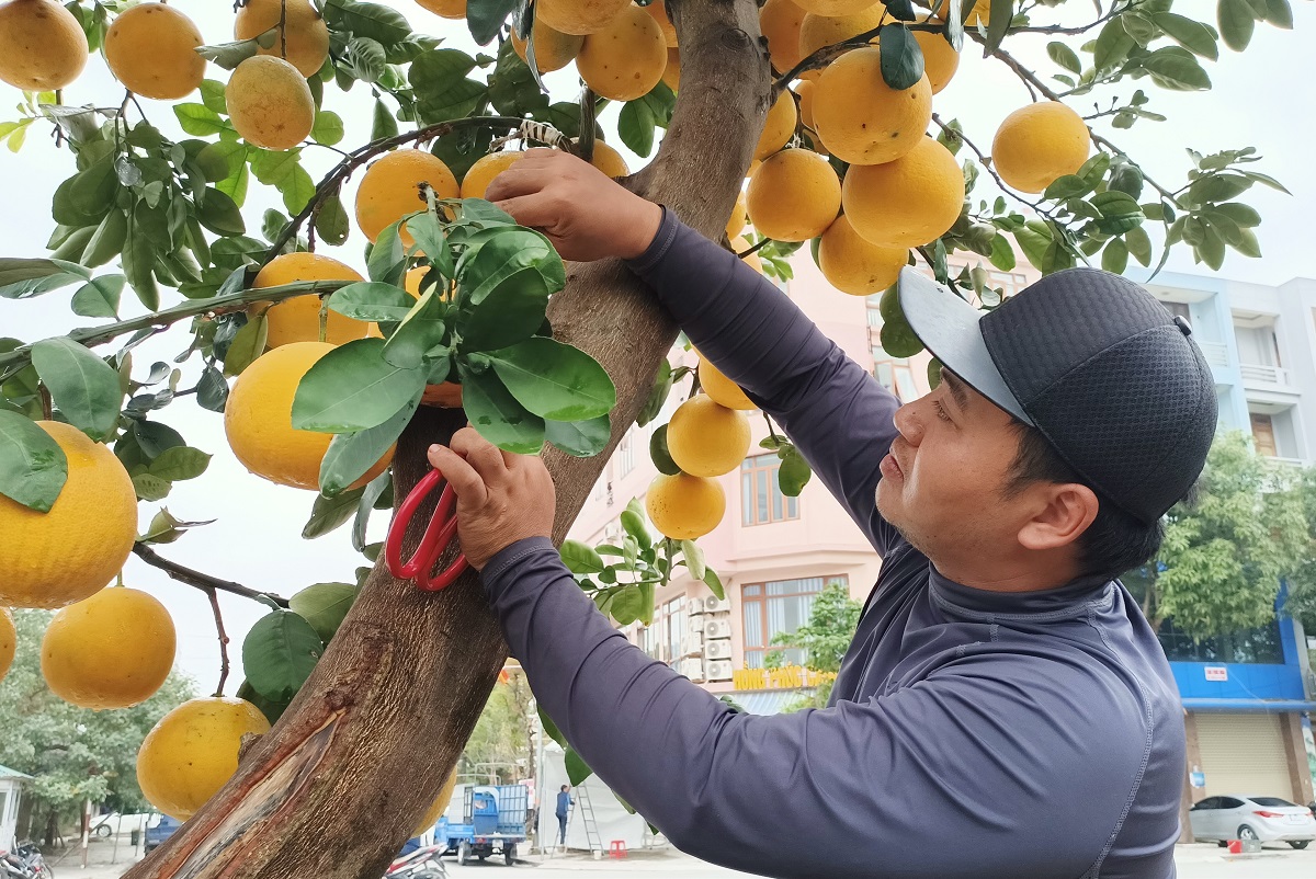 Hoa, cây cảnh ùn ùn về phố phục vụ dân chơi Tết - Ảnh 12.