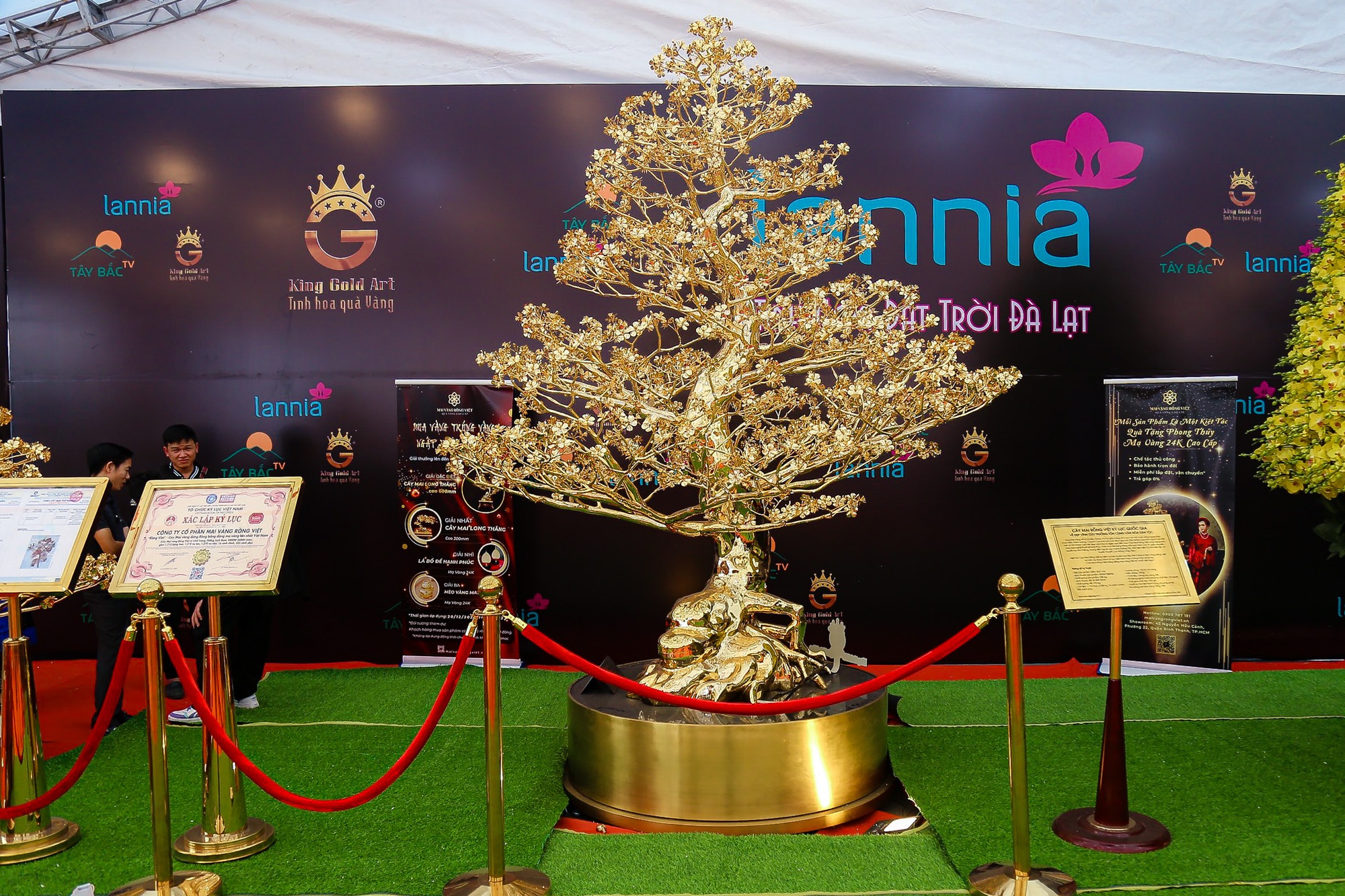 Cận cảnh cây mai mạ vàng lớn nhất Việt Nam được chào giá gần 6 tỉ đồng - Ảnh 1.