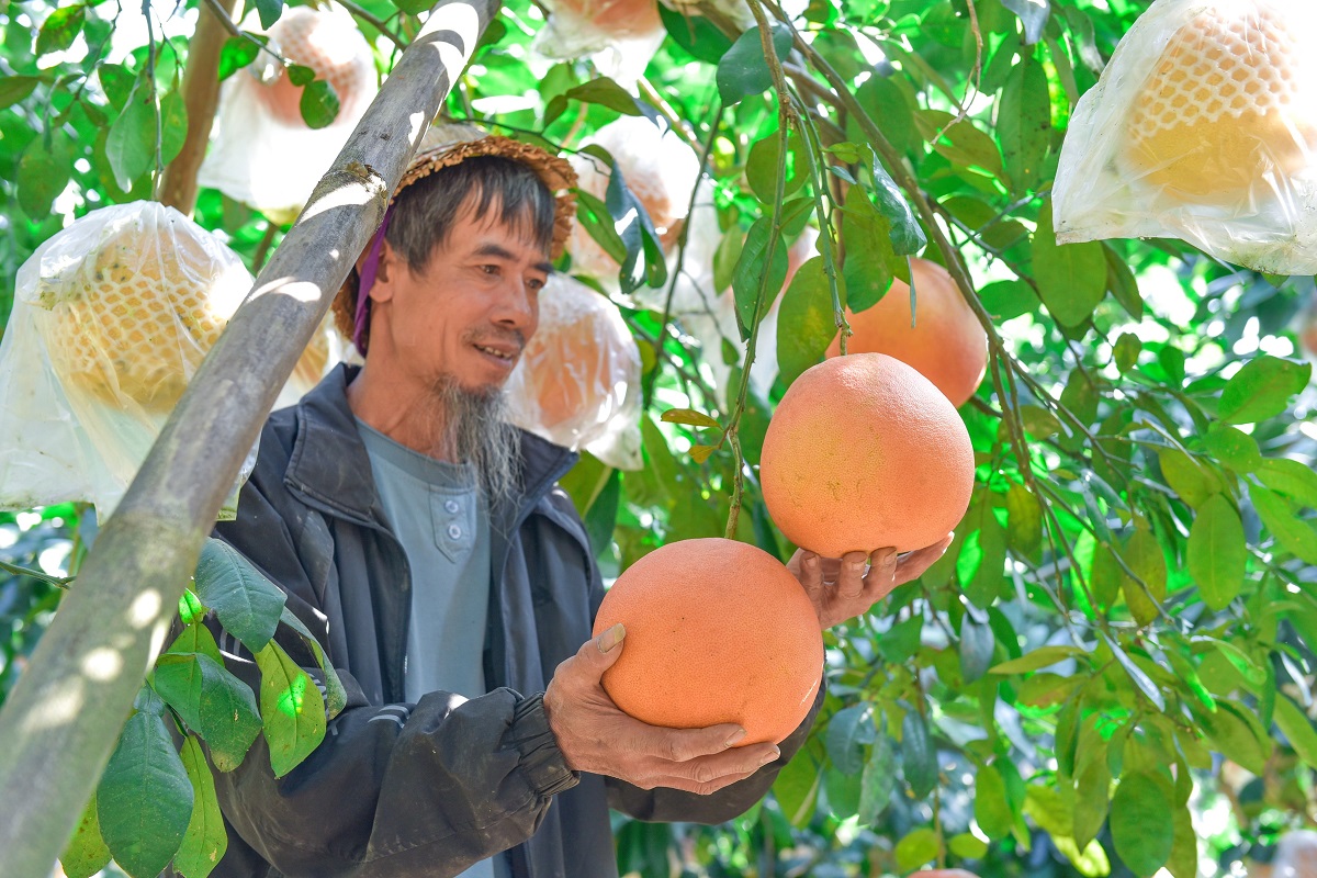 CLIP: Trồng loại trái cây đặc sản, gia đình nông dân kiếm nửa tỉ đồng mỗi vụ Tết - Ảnh 5.