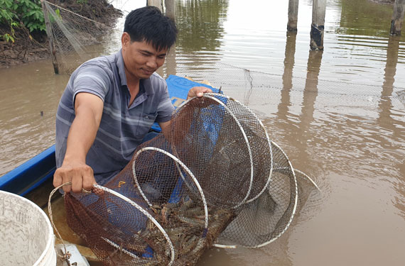 Gỡ khó cho con tôm đồng bằng - Ảnh 1.