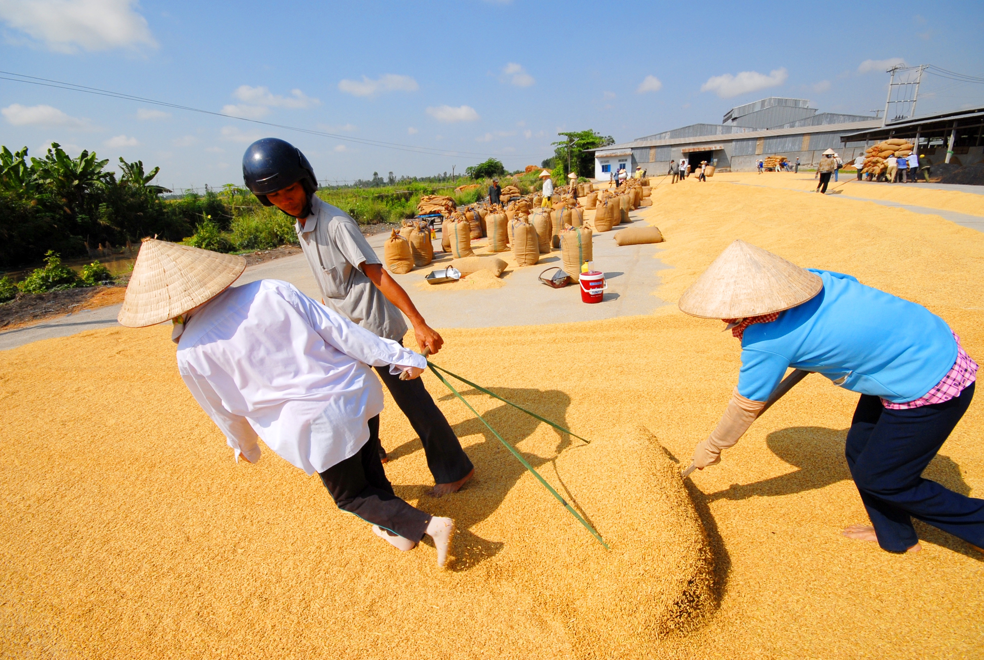 Sắp có “Con đường lúa gạo Việt Nam” tại Hậu Giang - Ảnh 5.