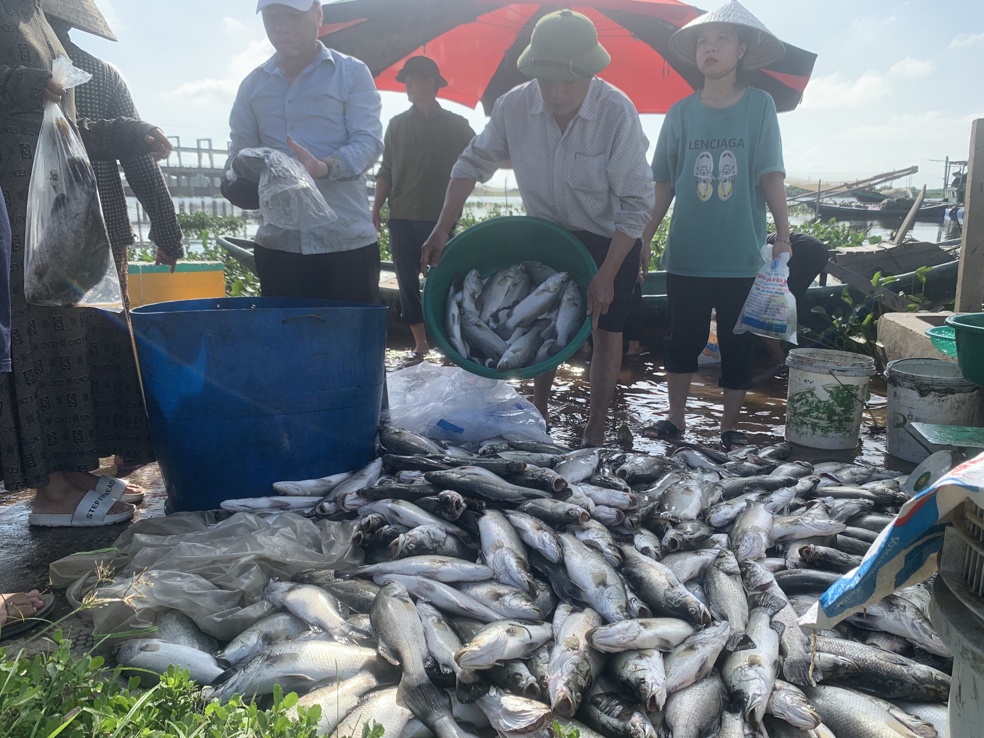 Hơn 50 tấn cá lồng bè chết trắng, nông dân trắng tay sau một đêm thức dậy - Ảnh 4.