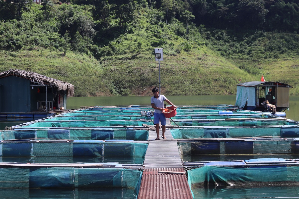 Ngắm khu nuôi cá đặc sản trên hồ nước ngọt lớn nhất Thanh Hóa - Ảnh 6.
