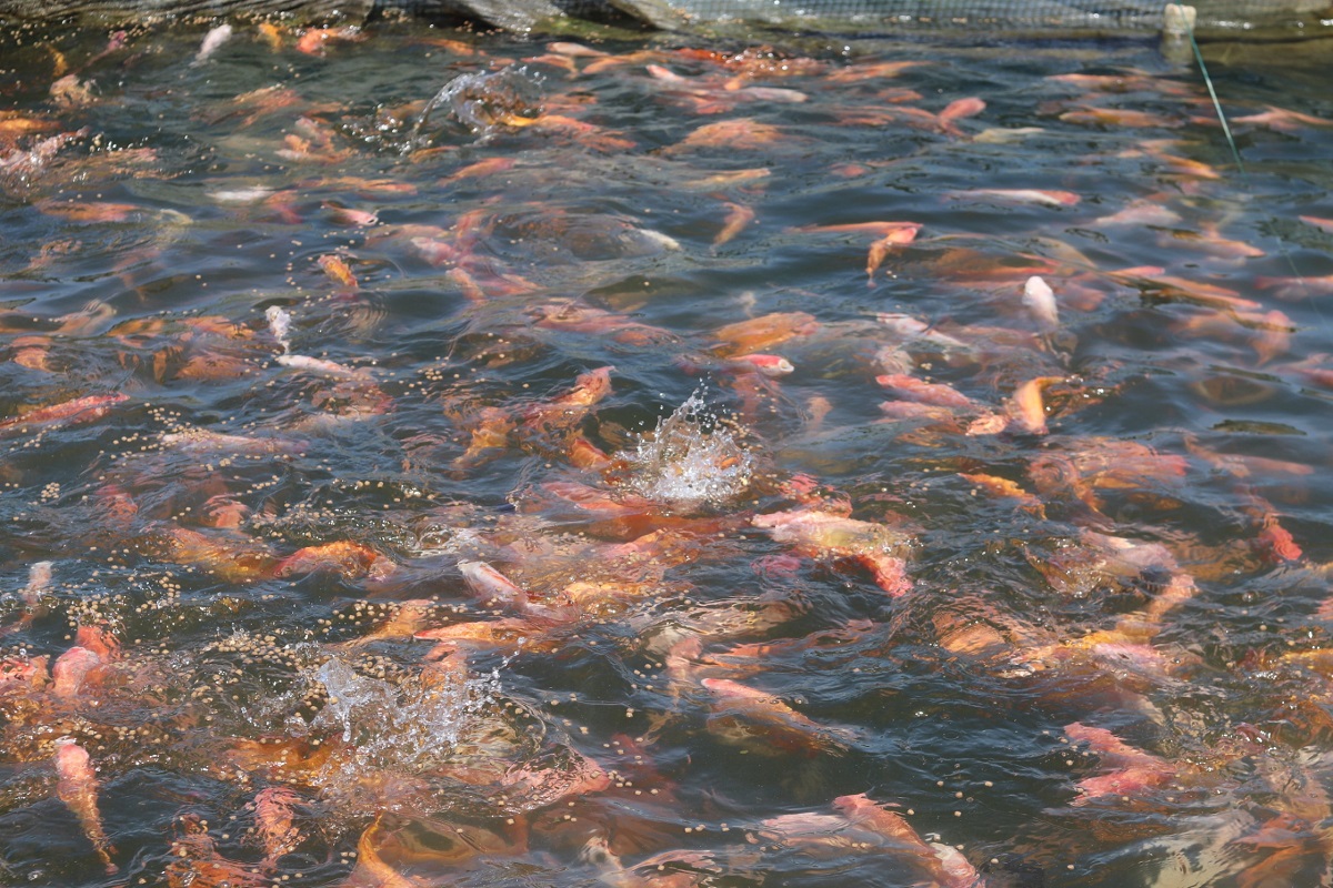 Ngắm khu nuôi cá đặc sản trên hồ nước ngọt lớn nhất Thanh Hóa - Ảnh 10.