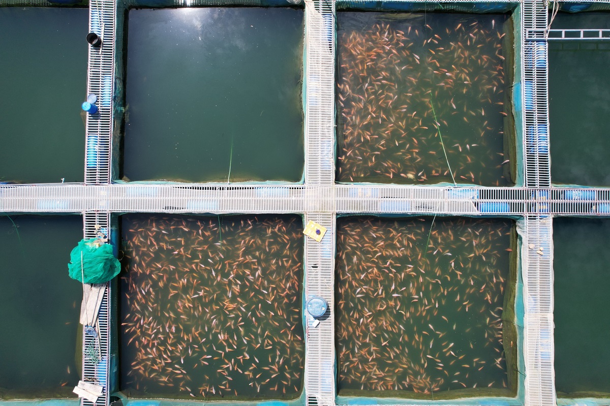 Ngắm khu nuôi cá đặc sản trên hồ nước ngọt lớn nhất Thanh Hóa - Ảnh 11.