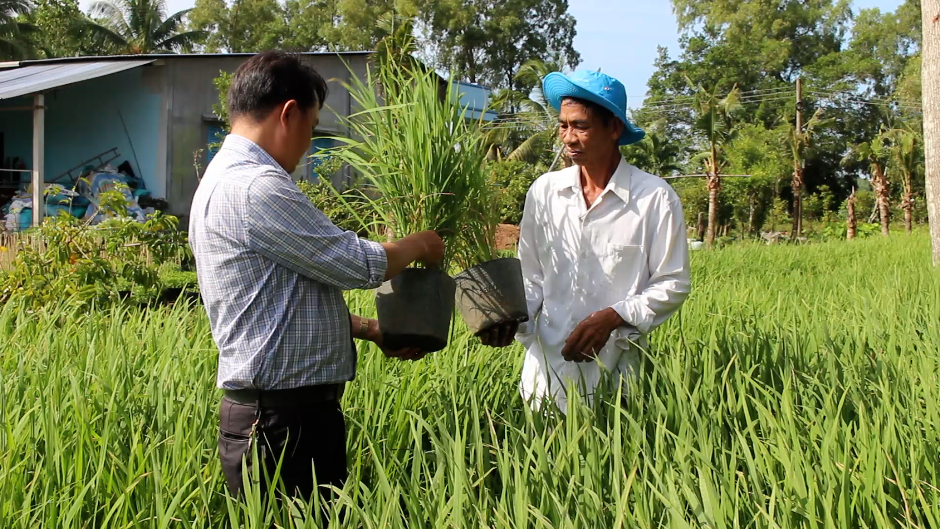 VIDEO: Lão nông trồng 10.000 chậu lúa phục vụ festival tại Hậu Giang