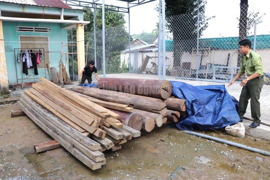 Phát hiện gỗ lậu cất giấu trên đất của trưởng phòng ở Quảng Nam - Ảnh 1.