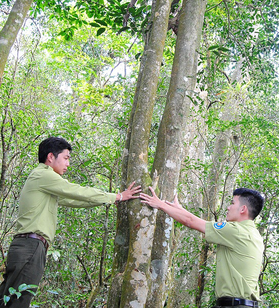 Sản vật trời ban ở An Lão- Ảnh 1. Sản vật trời ban ở An Lão- Ảnh 1.
