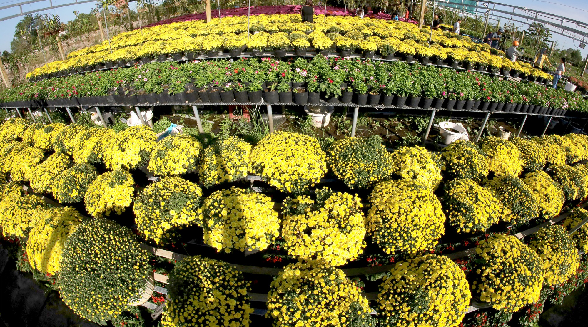 Rực rỡ sắc màu tại làng hoa lớn nhất miền Tây- Ảnh 8.
