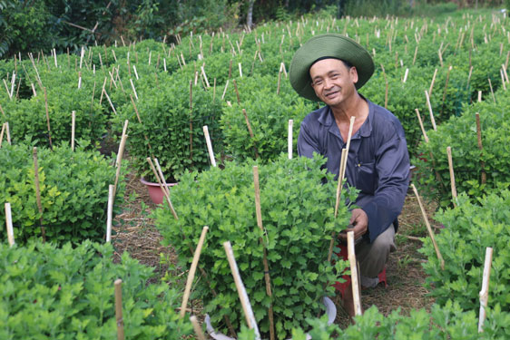 Ông Trần Văn Sê đang chăm chút cho chậu cúc “chân dài” để bán trong dịp Tết Ảnh: CA LINH